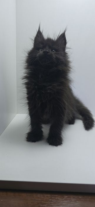 Мейн_кун девочка продаю