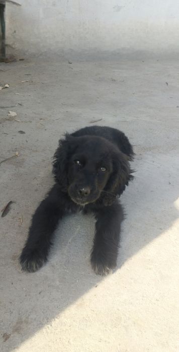 Продам щенка  спаниеля