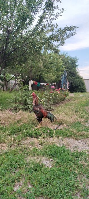 продам петуха дакан