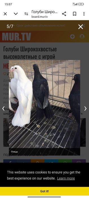 Продаются Самец Бакинскиц широкохвостый