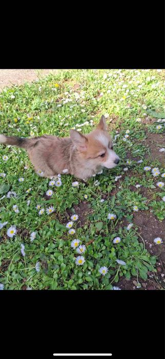 Продавам Уелско Корги Пембрук