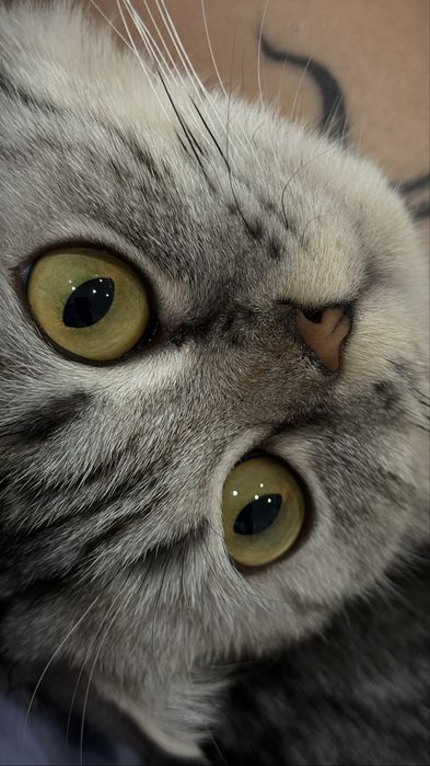 Нужен котик для вязки