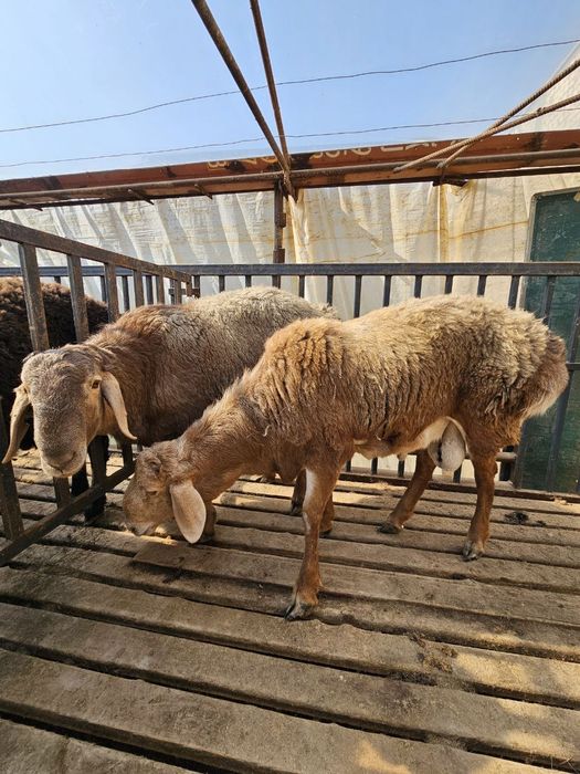 Qirg'iz qo'chqorla sotiladi