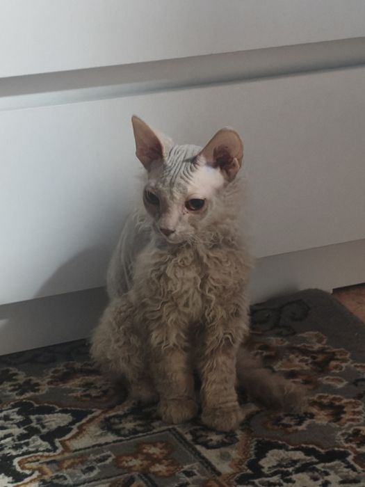 Отдам породистого котенка в добрые руки