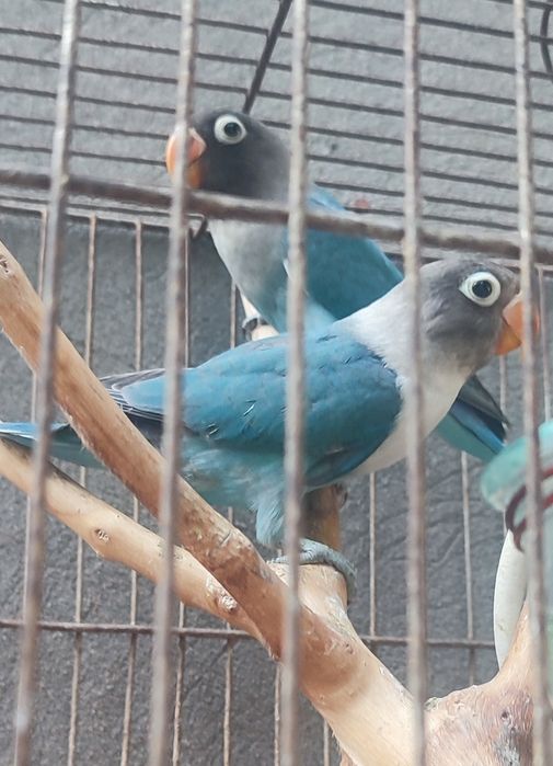 Продам.  Маска неразл.