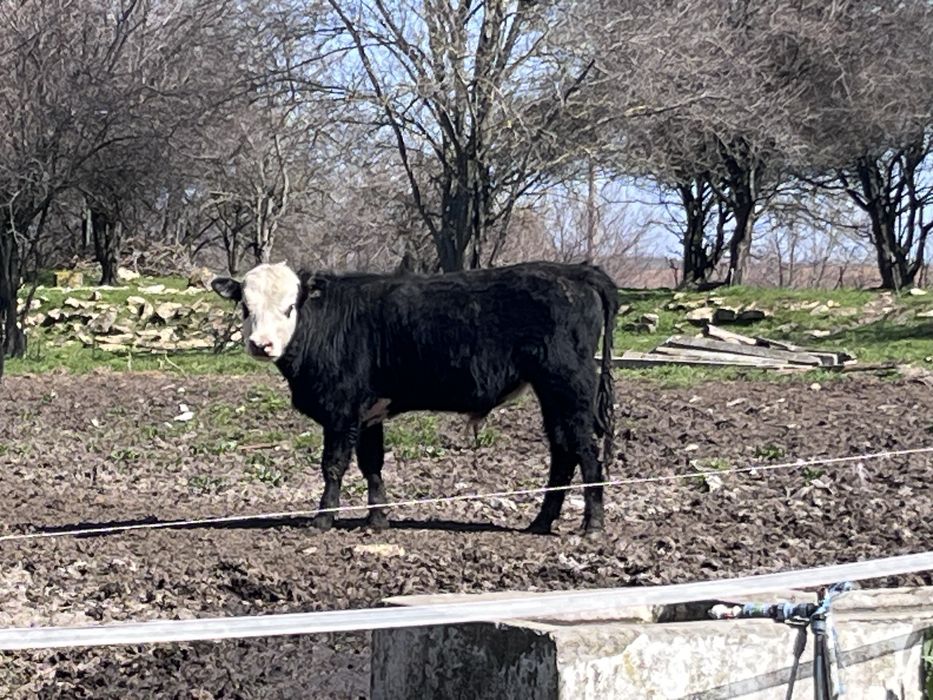 Телета за доотглеждане