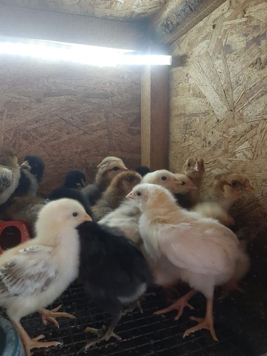 Продам цыплят несушек