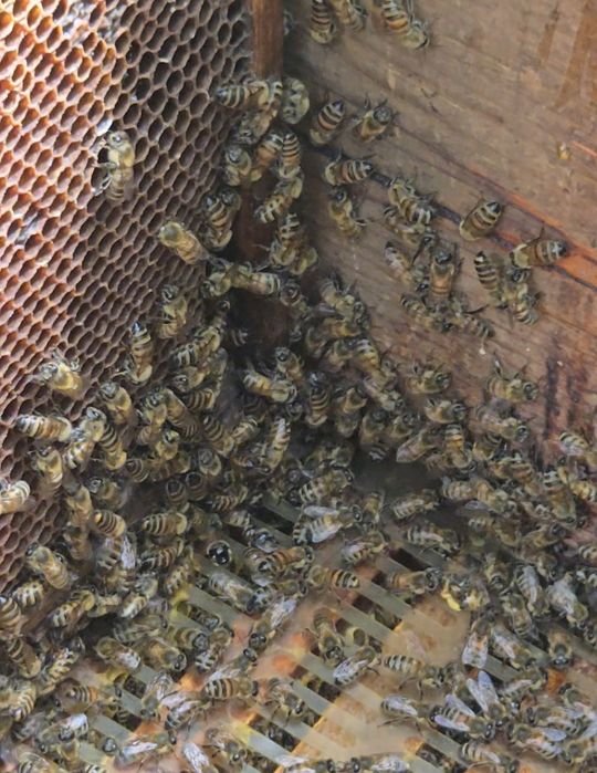 Продам мёд с собственной пасеки с ВКО