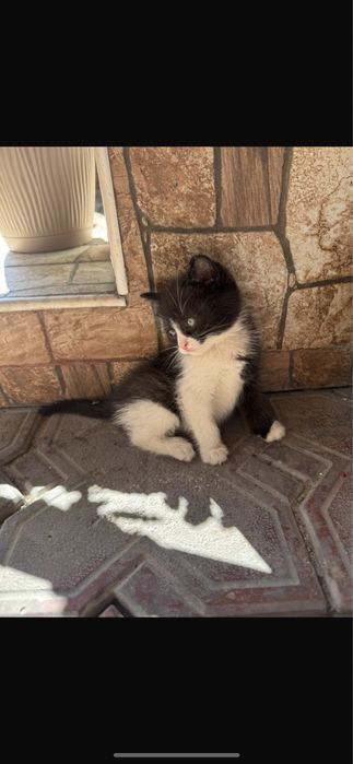 Отдам котят в хорошие руки