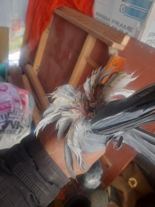 Голуби сизые пара