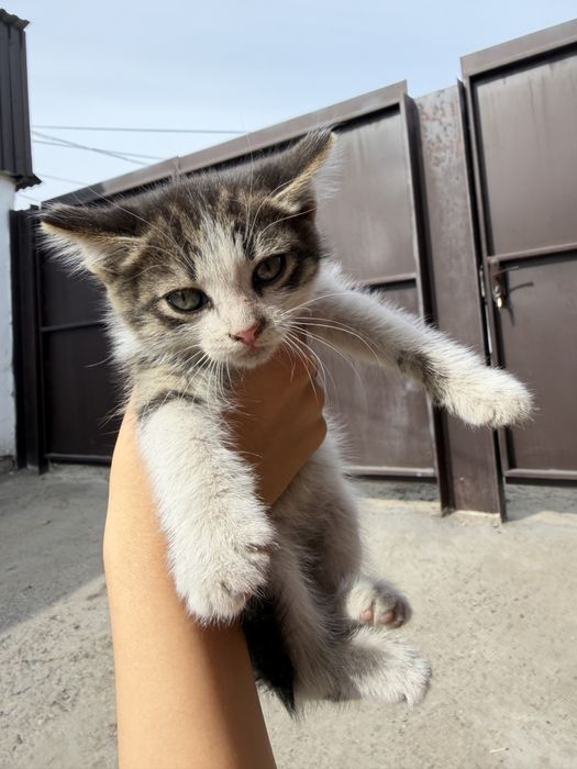 Котята бесплатно