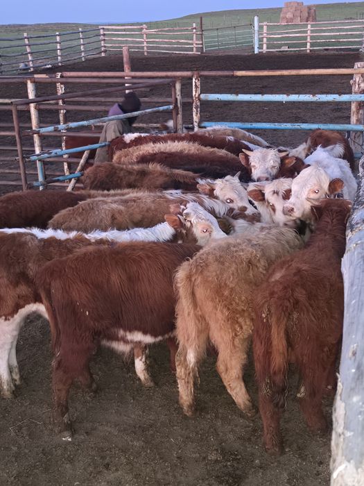 Бычок, торпак оптом бычки естть