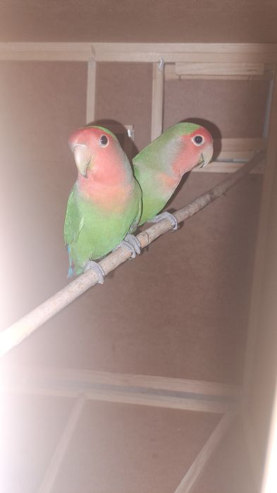 Попугай молодой пара