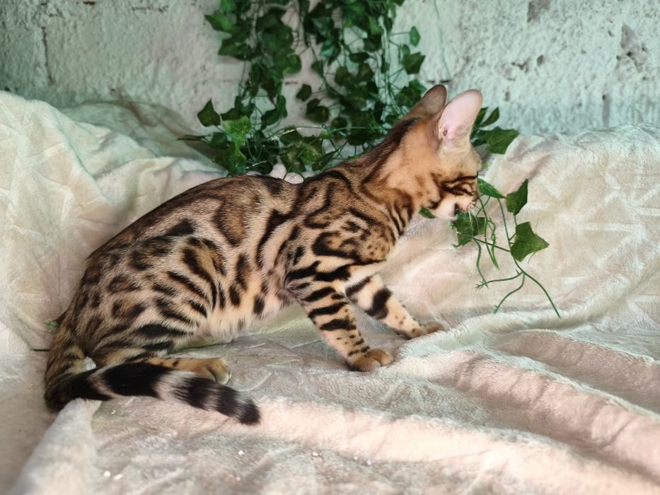 Vand fetita Bengal