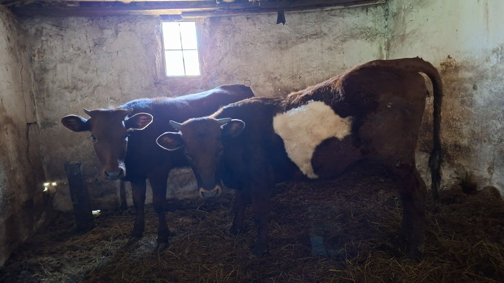 Сүтті сиырлар сатылады