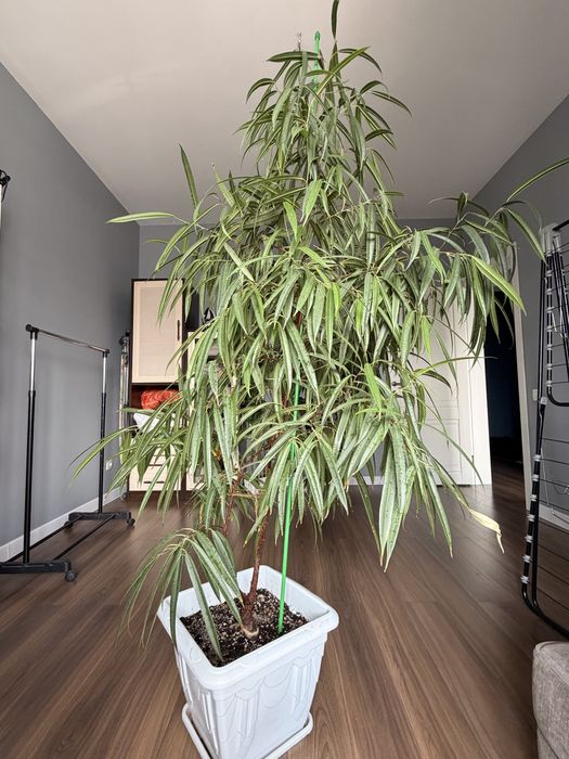 Дерево фикус Али