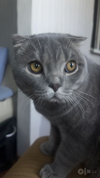 Scottish Fold Original