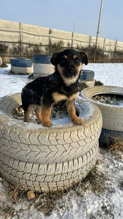 Catei pentru adoptie