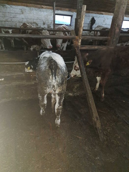 Vând  vitel  belgian