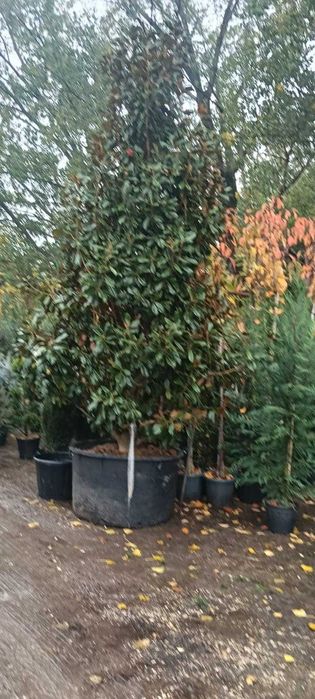 Toata Gama de Plante Ornamentale – Detalii la Numarul de Telefon