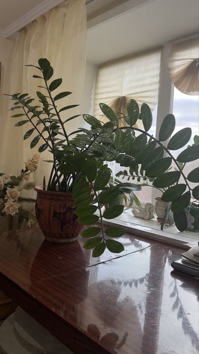 Замиокулькас большой