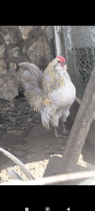 Cocos bărboasă de anvers