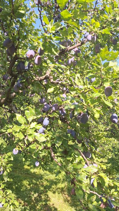 Prune stanley de vanzare