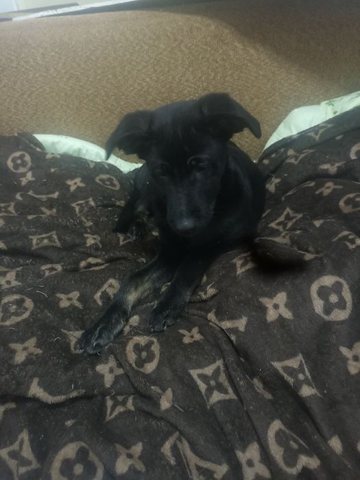 Щенки, низкорослые,