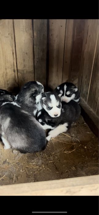 Продам щенков хаски