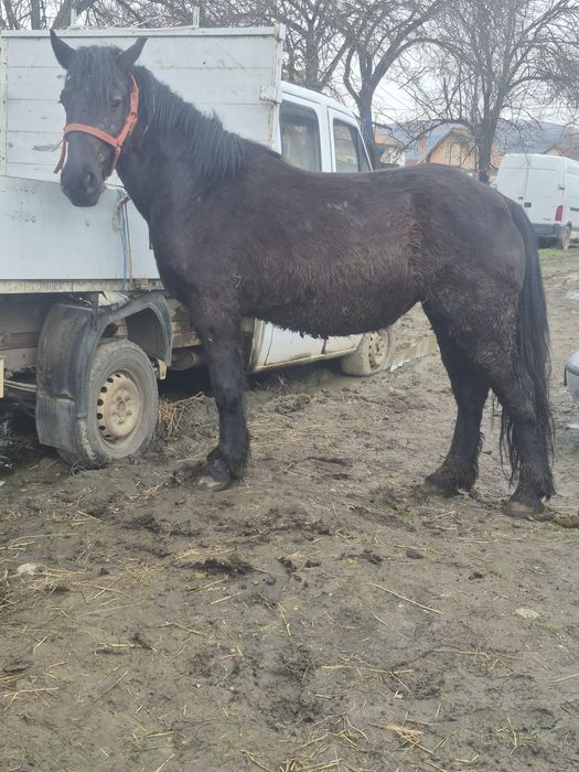 Vând mânză de trei ani