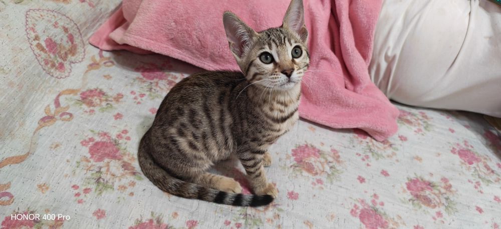 Бенгальские котята