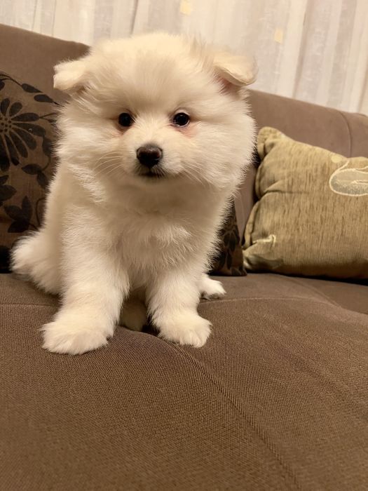 *  Catelus Pomeranian - Vaccinat -  Deparazitat *