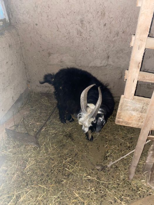 Теке сатылады  бір жасар