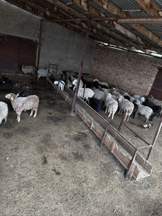 Продам тохтушек и