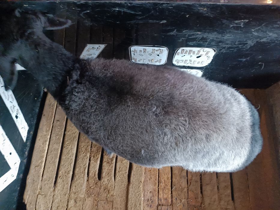 Овца взрослая гисарская породы