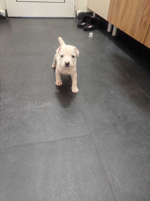 КУЧЕНЦЕ Джак Ръсел