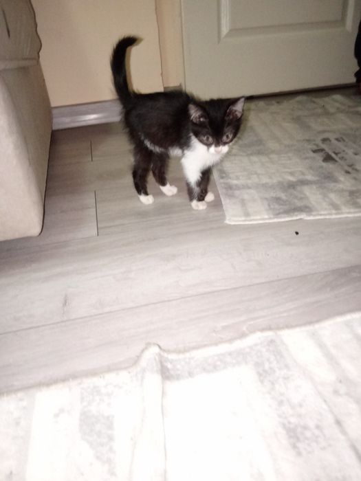 Pisica extrem de jucausa