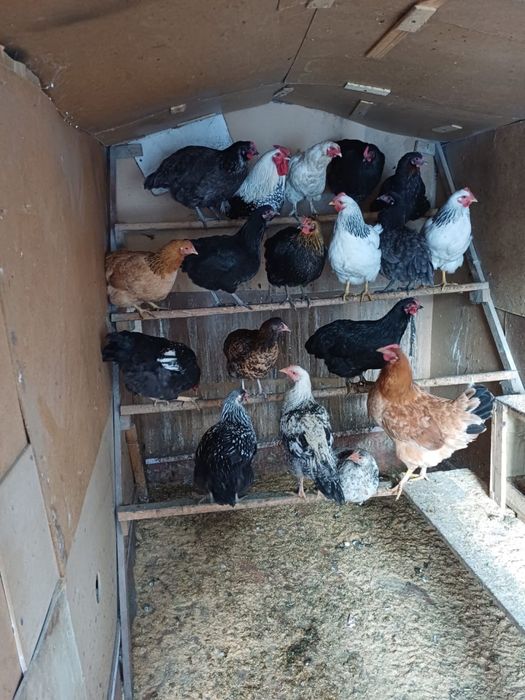 Продам курей домашних