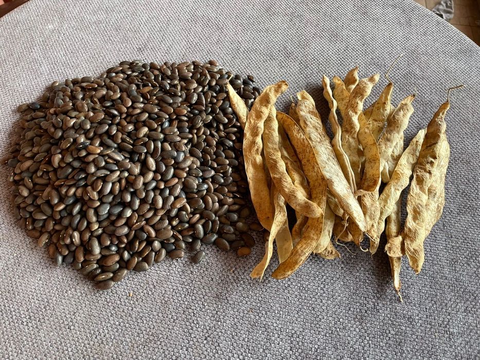 Seminte de fasole roză pe par