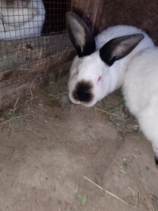 Калифорнийа куйонлар сотилади kaliforniya zotli quyon sotiladi