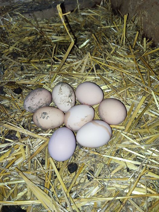 Ouă găini Australorp pentru incubat