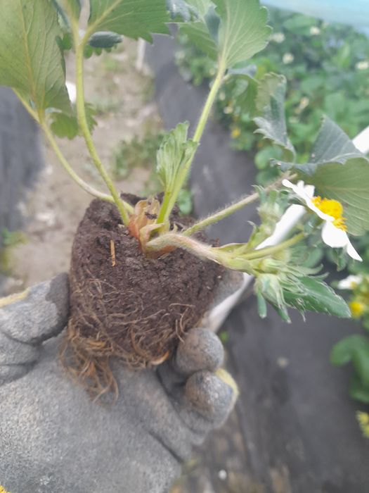 Рассада российской  клубники.