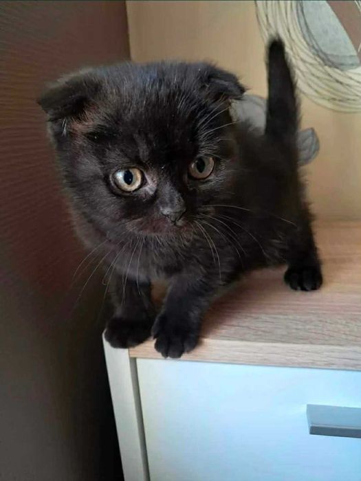 Британски късокосмести котета