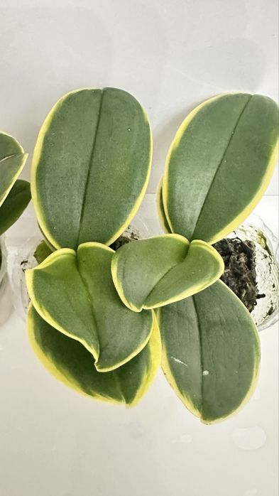 Орхидеи 1,7 по 2500