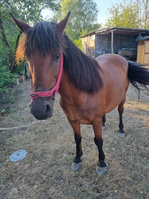 Vând cal vârstă 10 ani