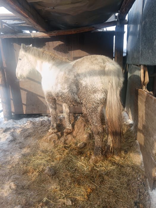 Семиз бие сатылады