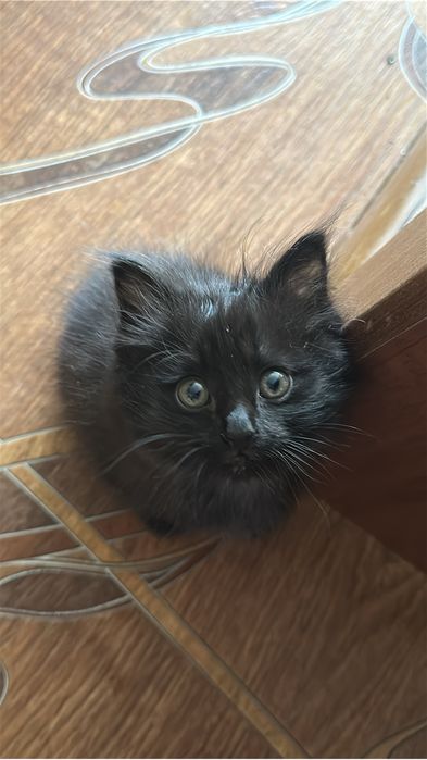Котенок 2 месяца