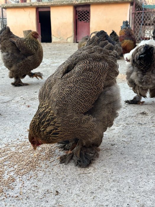 Vand familie brahma potarnichiu 2025