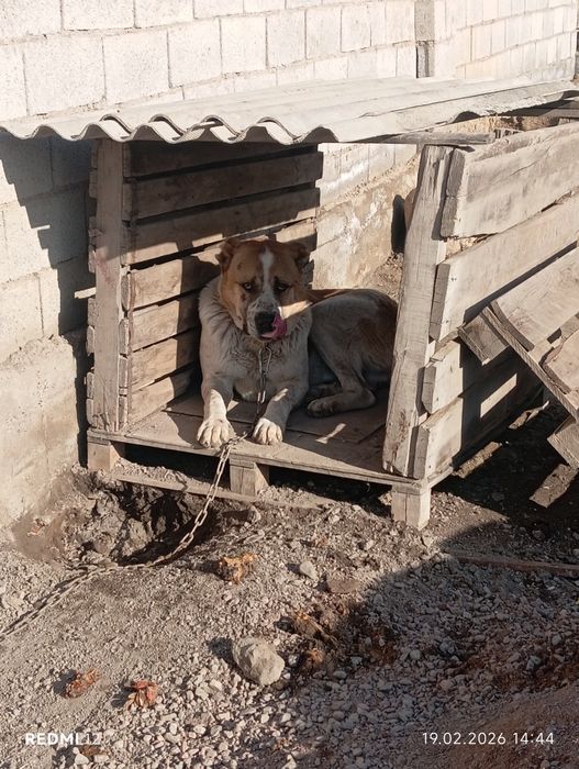 Алабай продам.50 тыс ТГ.