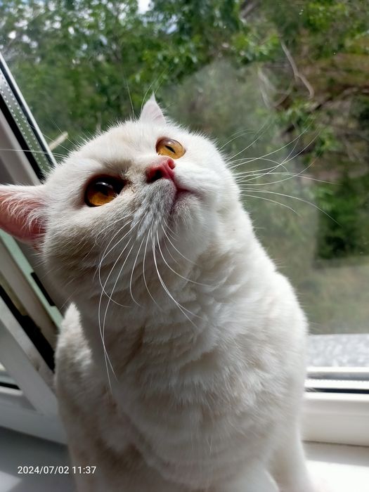 Передержка кошек